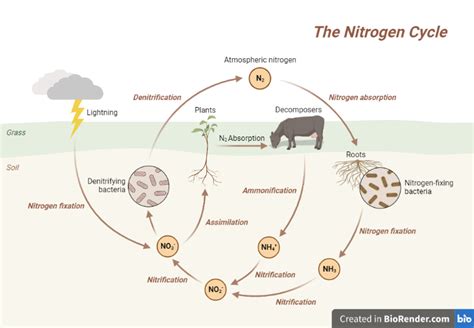 Nitrogen Cycle Introduction Stages Importance Human Activity