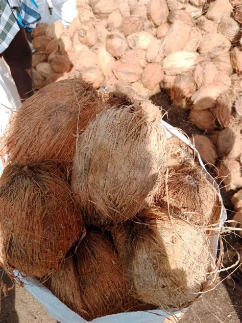 A Grade Tamil Nadu Semi Husked Coconut Packaging Size Kg Coconut