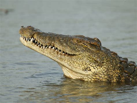 Crocodile Size Comparison