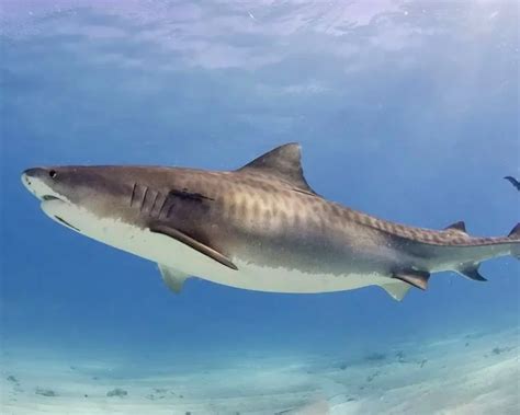 Tiger Shark Facts Diet Habitat And Pictures On Animaliabio