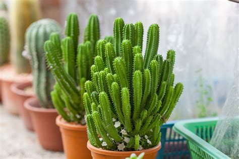 cereus cactus types  pictures house grail
