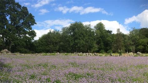 Honungsört Svenska Bin Pollinera Sverige
