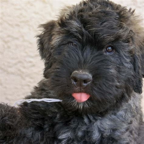 5 Curly-Haired Dogs, According to Pet Experts - Parade Pets