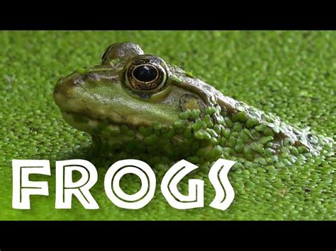 Amazing Frog Facts for Kids | SchoolTube