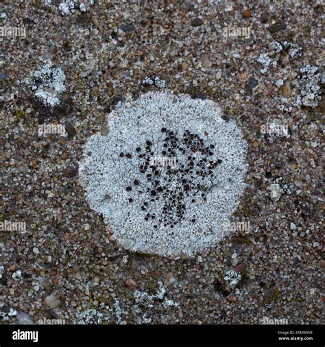 Lichen Tephromela Atra On Paving Brick Stock Photo Alamy