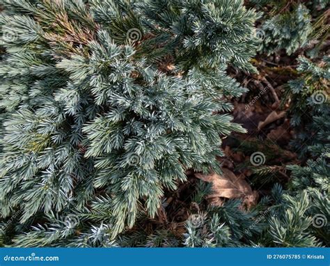 Dwarf Evergreen Shrub Flaky Juniper Or Singleseed Juniper Juniperus