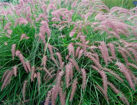 Pennisetum: plantación y cuidado en campo abierto, creciendo en el jardín.