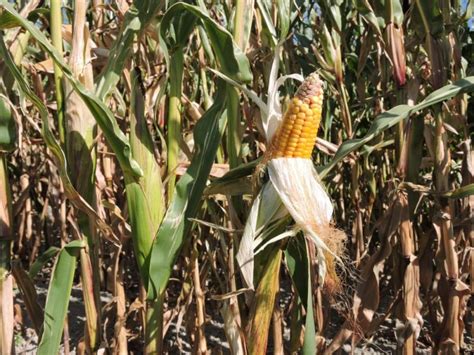 Maize Vs Corn Whats The Difference Well Theyre Actually The Same