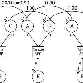 4 Path diagram depicting correlated latent additive genetic (a) and ...
