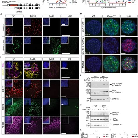 Characterisation Of EOMES And BRACHYURY DKO Cells A Schematic Of