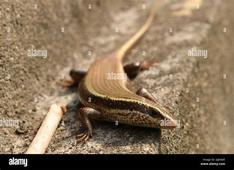 The Common Dotted Garden Skink Sitting On The Wall Stock Photo Alamy