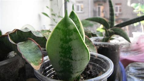 Should I Remove Yellow Leaves from Snake Plant? - Homestead Gardener