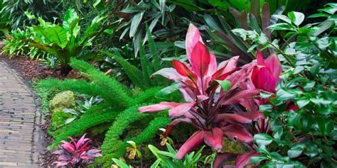 Tips For Creating A Lush Tropical Garden Living Color Garden Center