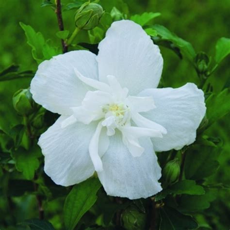 Hibiscus Syriacus White Chiffon Arbusto Yougardener