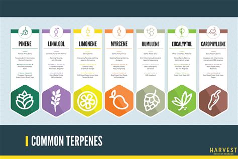 Most Common Terpenes Found In Cannabis