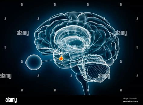 Pituitary Gland Or Neurohypophysis X Ray View 3d Rendering Illustration