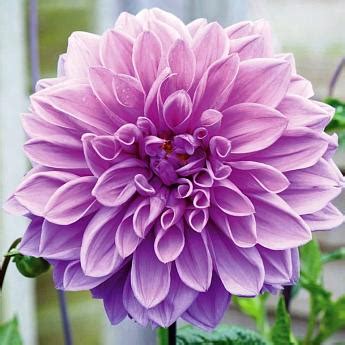 Новинка сезона 2021 года! Георгина Падре Лилак. Георгина Падре Лилак ...