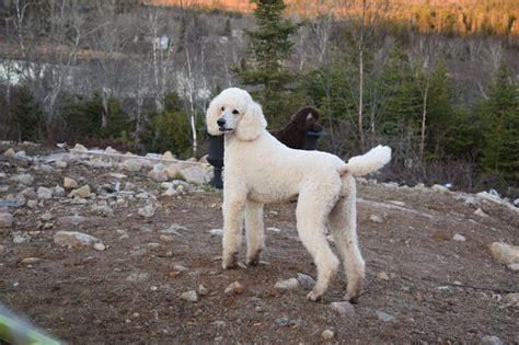 Are Poodles Born With Tails