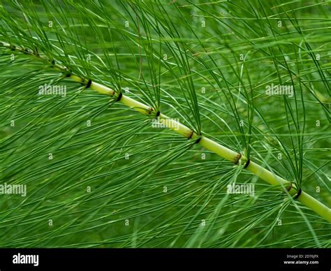 longgrass  res stock photography  images alamy