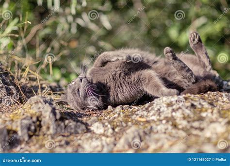 Cute Adult Grey Cat With Beautiful Green Eyes Lying On A Rock Stock