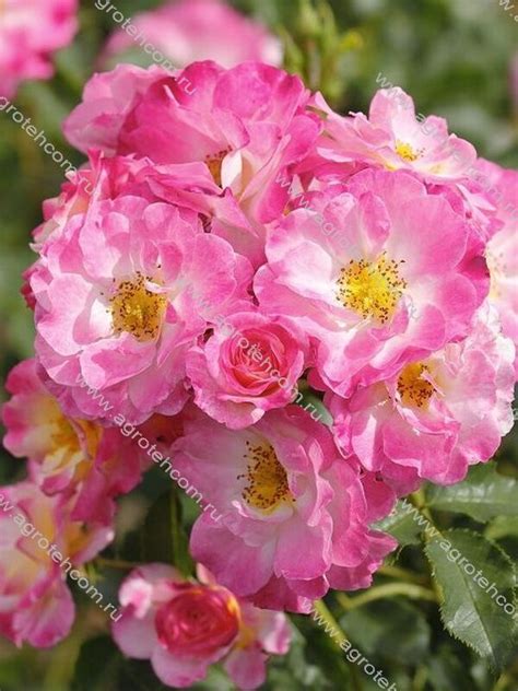 Роза Конфетти - Розы Тантау - Розы - Растения - Интернет-магазин "Сад ...