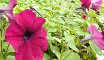 Лучшие сорта ампельной петунии с фото и описаниями