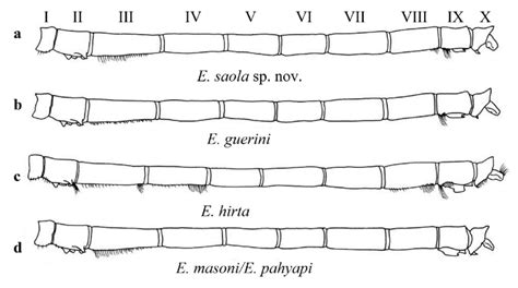 Schematic Drawings Of Abdominal Hair Tufts In Lateral View Of Male