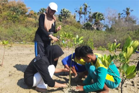 Kkn Di Sumenep Mahasiswa Utm Tanam Mangrove Di Pesisir Pantai