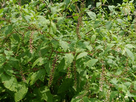 Pokeweed Phytolacca Americana Identify That Plant