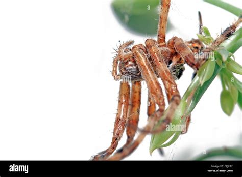 Brown Recluse Spider Venom Hi Res Stock Photography And Images Alamy