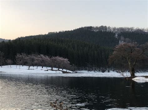 今年の津南町 中子の桜 4月20日情報 ほっこりと湯の山ブログ