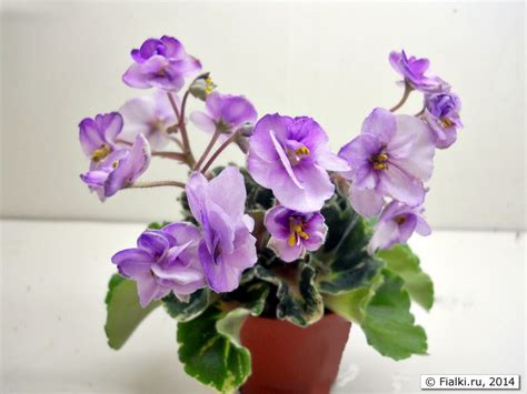 Heavenly Girl (Хевенли Гел), H.Pittman, полумини | Fialki.ru