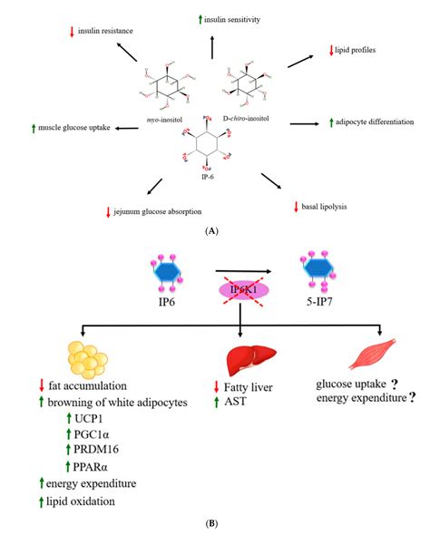 Molecules Free Full Text Role Of Inositols And Inositol Phosphates