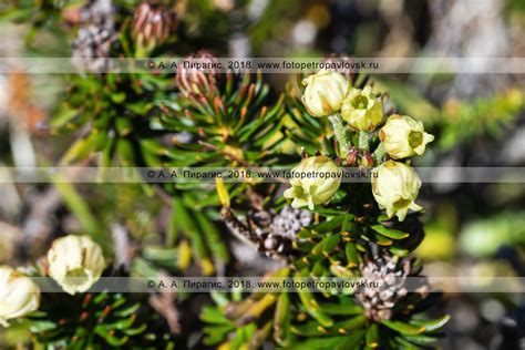 Камчатка фото: Можжевельник сибирский (Juniperus sibirica). Цветущий ...