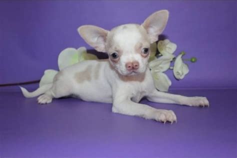 20+ питомцев, красота которых открывается только людям с большим ...