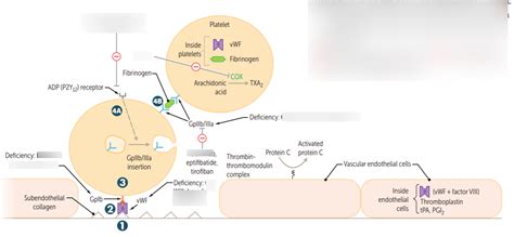 Hematology Oncology Usmle Diagram Quizlet