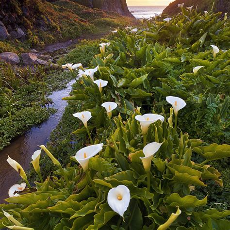 Calla