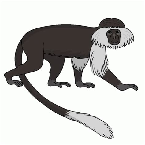 Monkey Colobus Sticker Monkey Colobus White Thighed Colobus