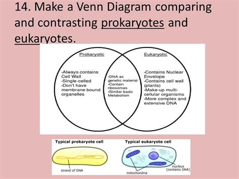 Comparing The Characteristics Of Prokaryotes And Eukaryotes Using A