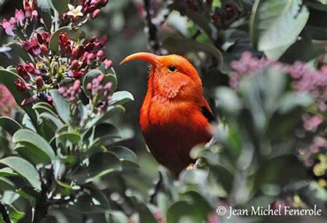 Hawaiian Islands Endemic Species