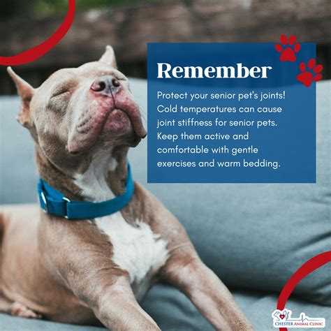 Chester Animal Clinic | Chester VA