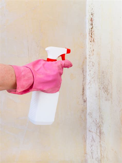 Does Bleach Kill Mold Mold Help For You