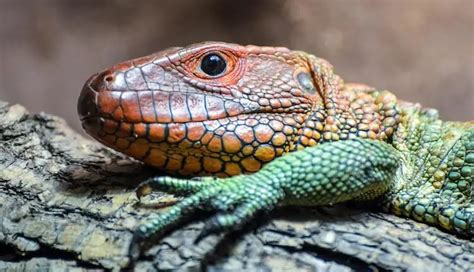 Top 20 Best Pet Lizards For Beginners-Everything Reptiles | be settled
