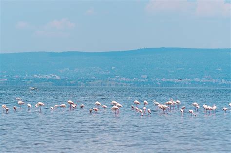 4 Days Masai Mara Lake Nakuru Budget Group Safari Outguided