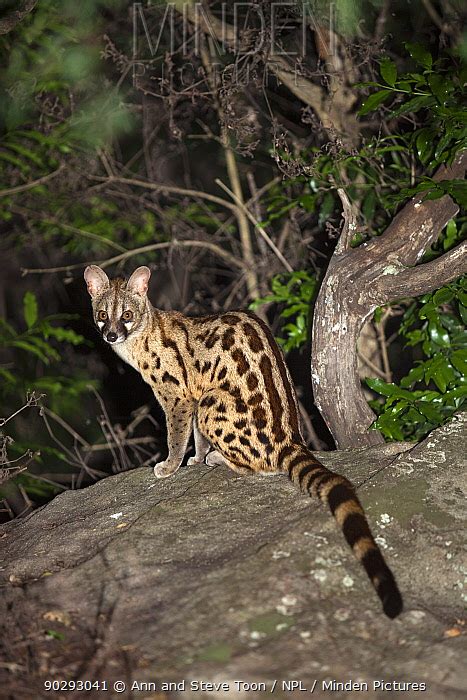 Minden Pictures Stock Photos Large Spotted Genet Genetta Tigrina