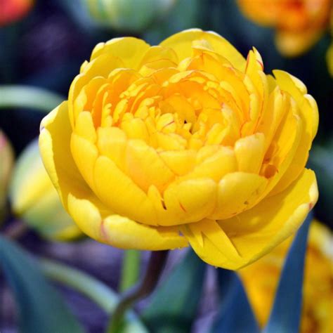 Тюльпан Yellow Pomponette, PEONY FLOWERING TULIPS, в упаковке 3 луковиц