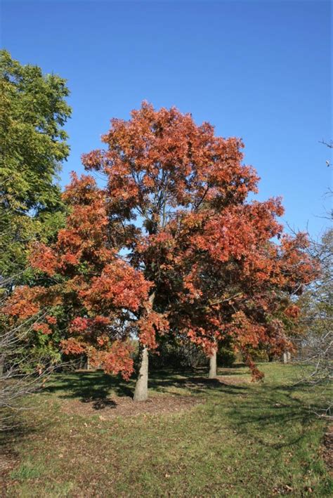 white oak  morton arboretum