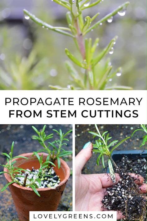 Creative Uses for Rosemary: From Cooking to Crafts