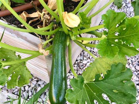 beginners guide  growing zucchini  seed tips tricks lettuce