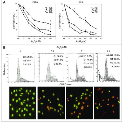 As 2 O 3 Inhibits Growth And Induces Apoptosis Of Human Cervical Cancer